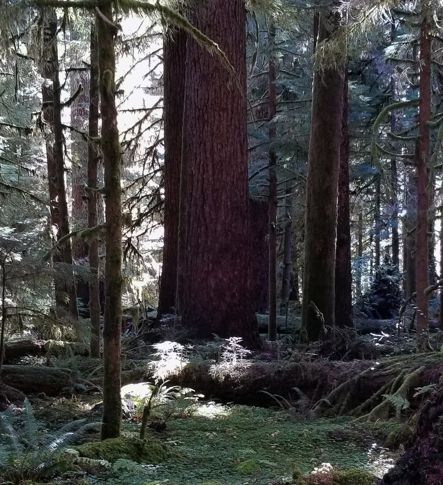 View of massive trees in a forested setting. 